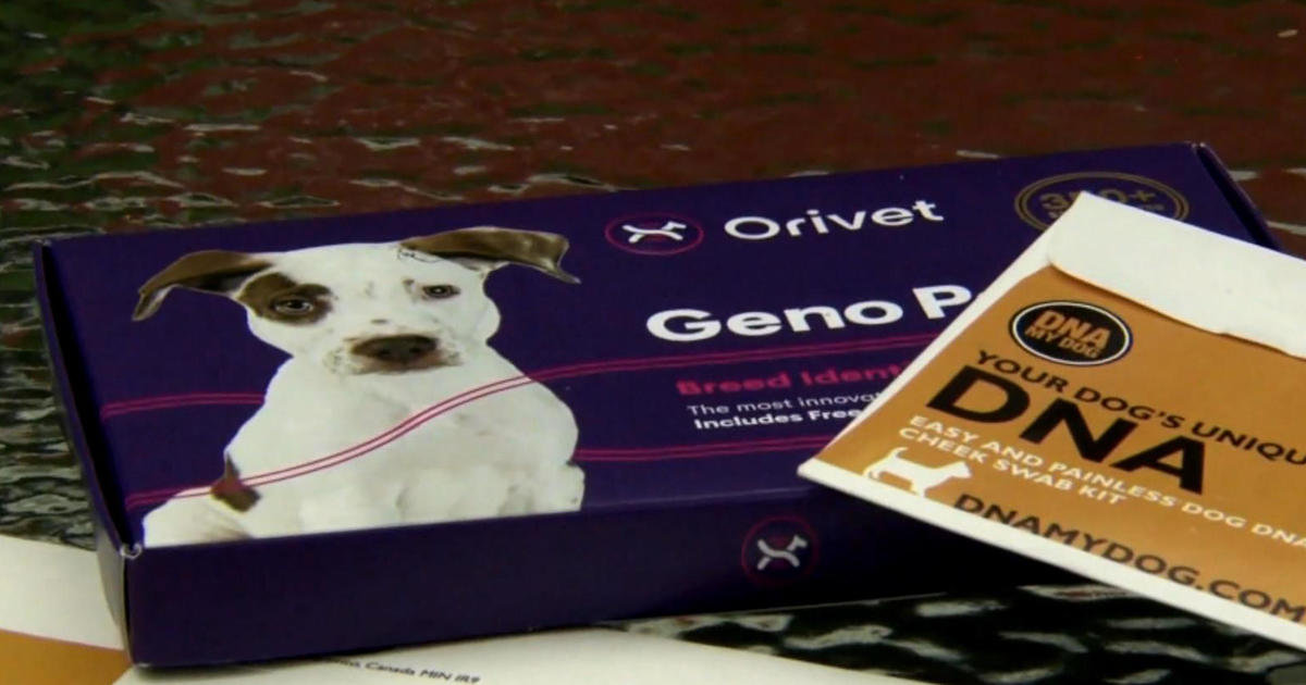 ¿Qué tan precisas son las pruebas de ADN para mascotas?